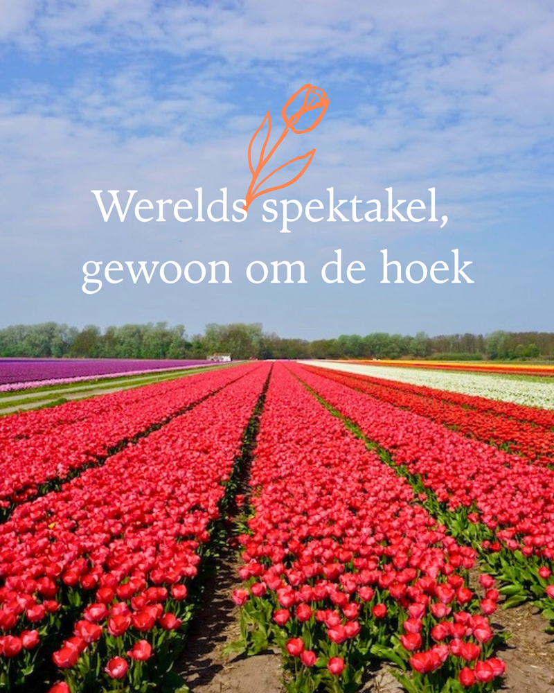 Dit is Nederland op zijn allermooist!